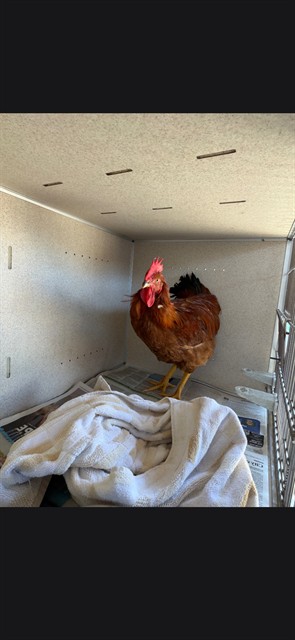 Adoptable Bird