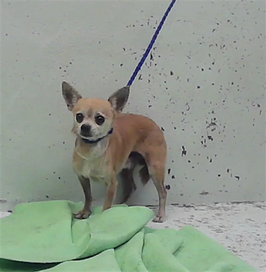 Adoptable Dog