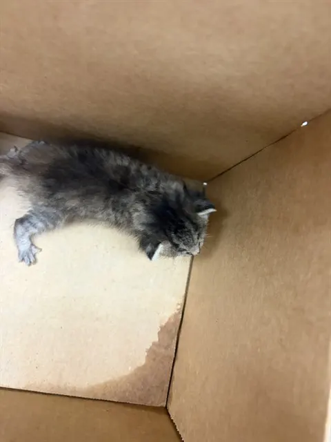 Adoptable Cat