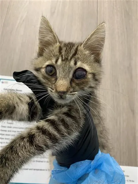 Adoptable Cat