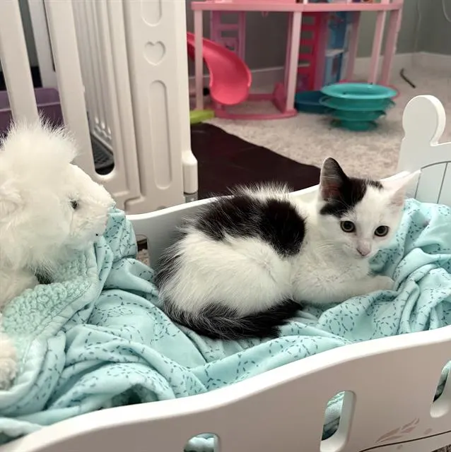 Mittens