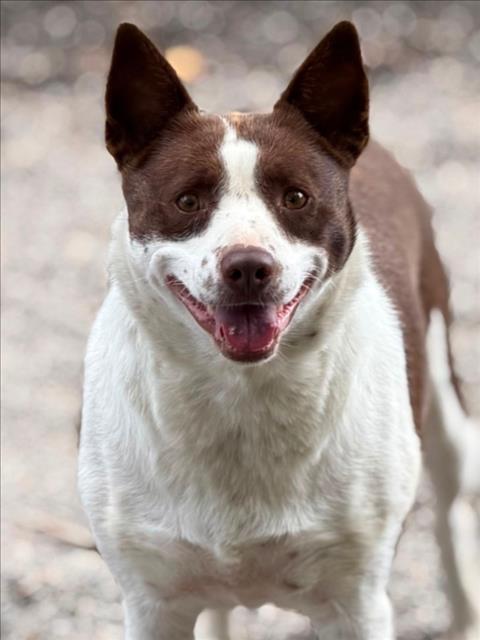 Kaya