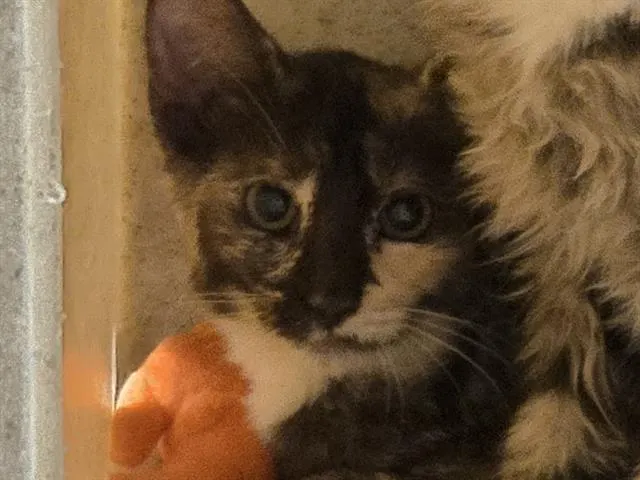 Annie