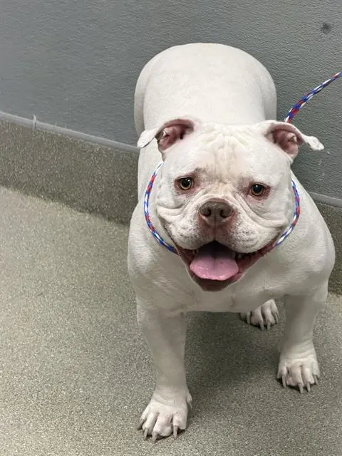 Bella