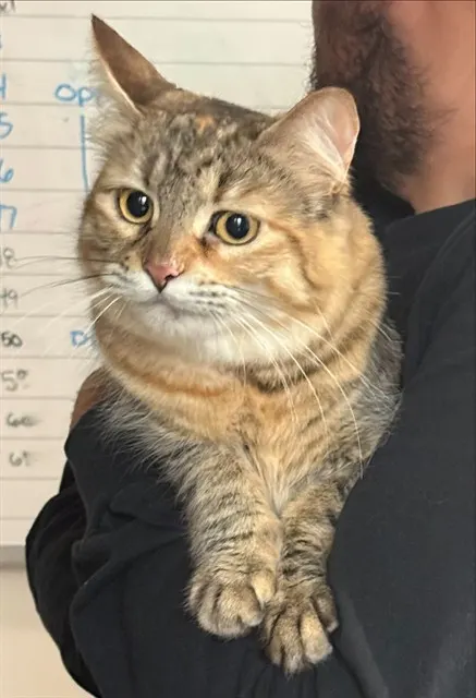 Adoptable Cat