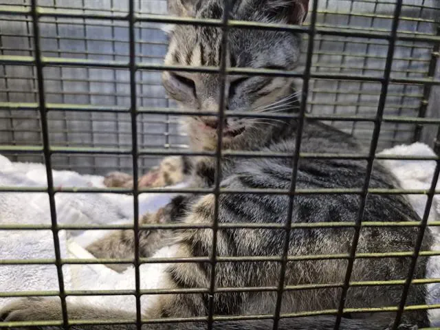 Freya