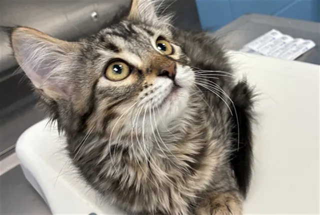 Adoptable Cat