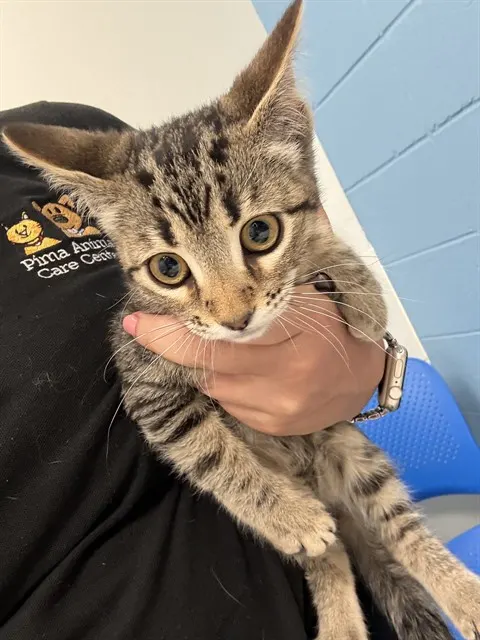 Adoptable Cat
