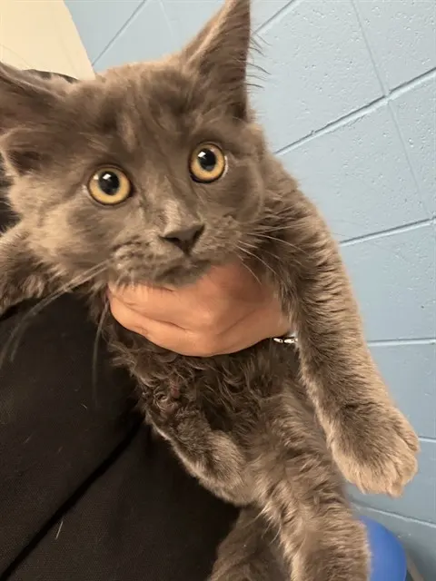 Adoptable Cat