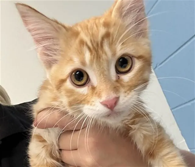 Adoptable Cat