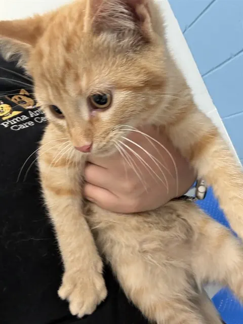Adoptable Cat