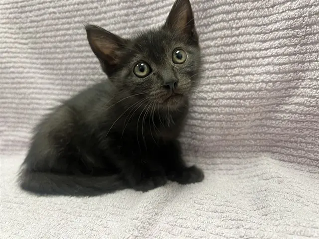 Ella