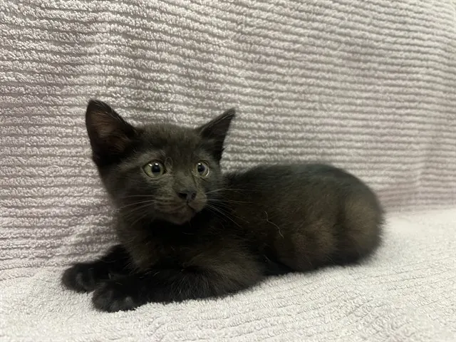 Arlo