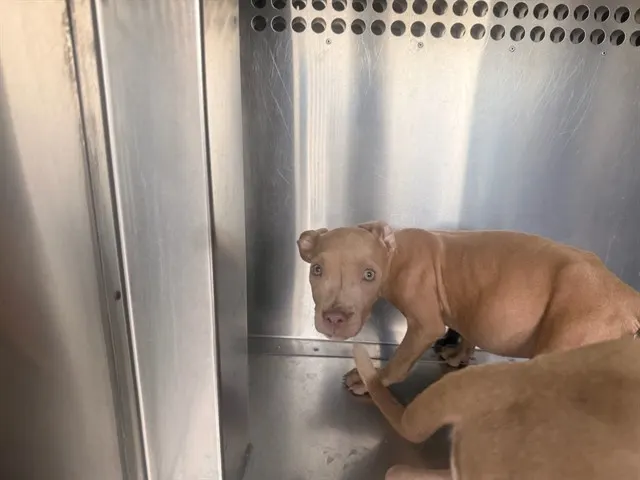 Stella