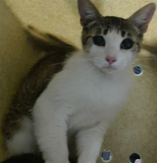 Med Waiver Bangs