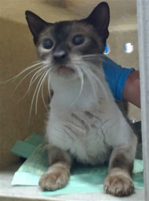 Med Adopt Muffin