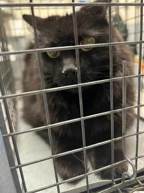 Mia