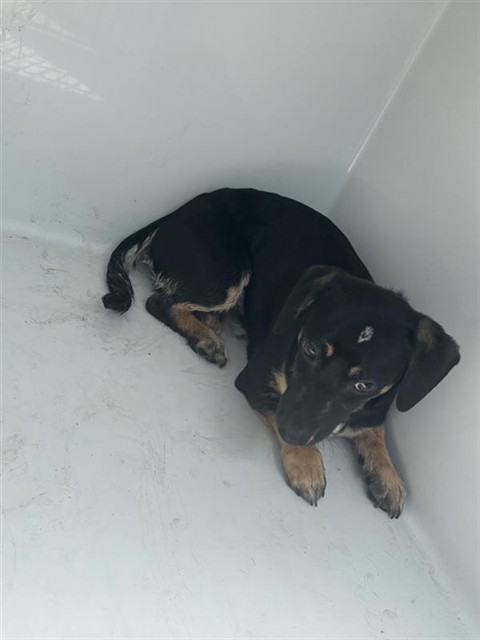 Adoptable Dog