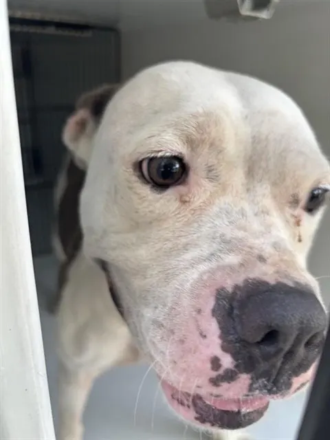 Adoptable Dog
