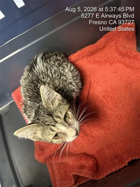 Adoptable Cat