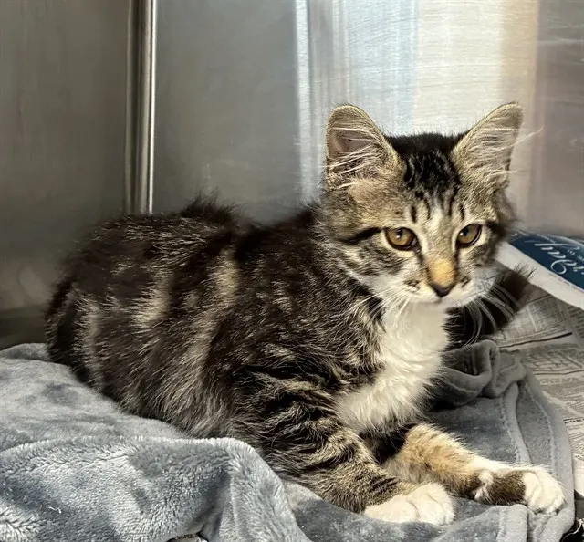 Adoptable Cat