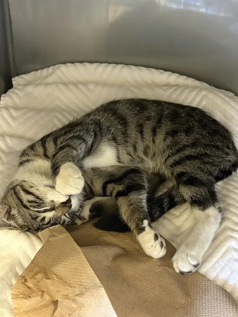 Sir Pounce-A-Lot*