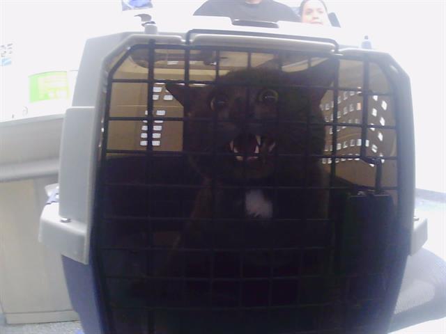 Adoptable Cat