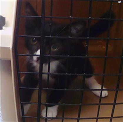 Adoptable Cat