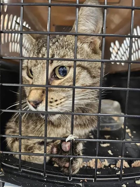 Adoptable Cat