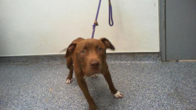 Adoptable Dog