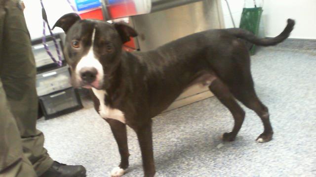 Adoptable Dog