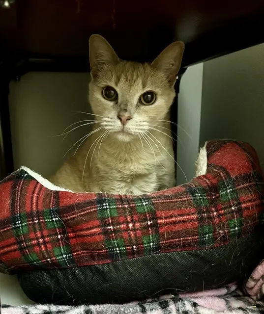 Lulu