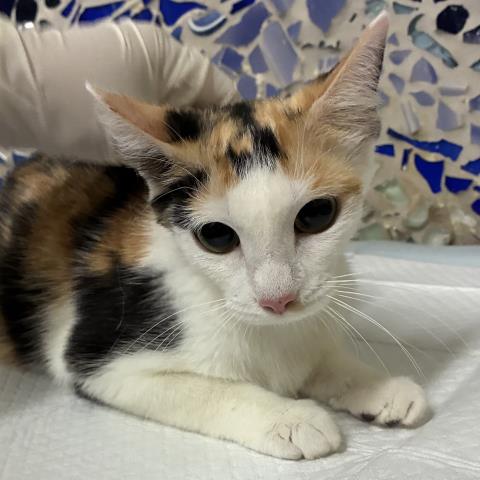 Calico Boots
