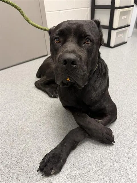 Sarge