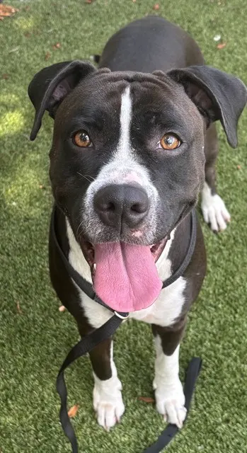 Bella