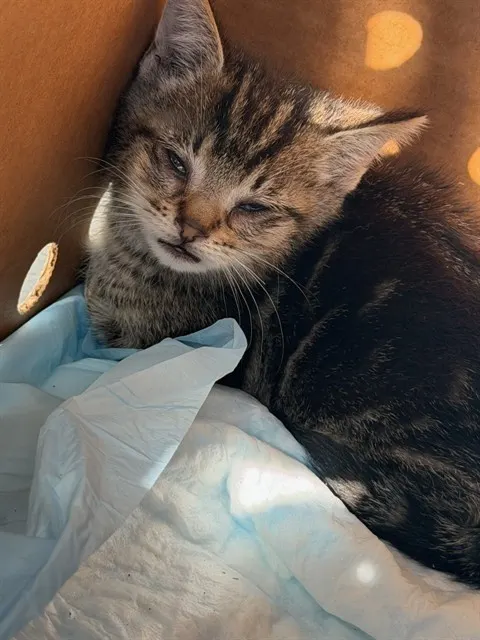 Adoptable Cat