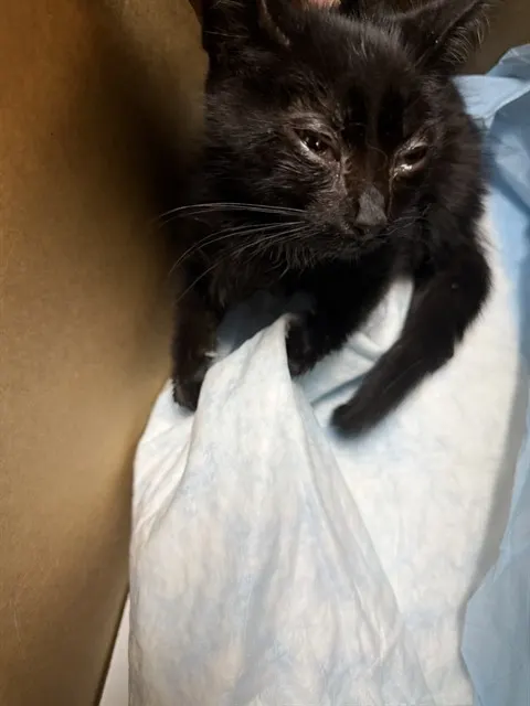 Adoptable Cat