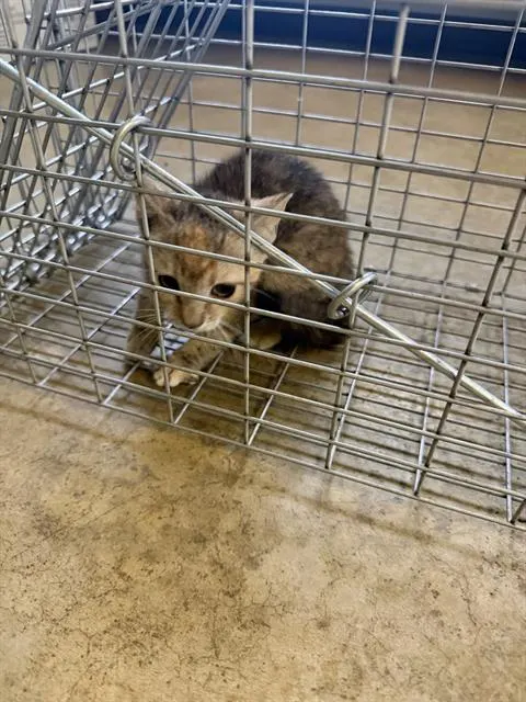 Adoptable Cat