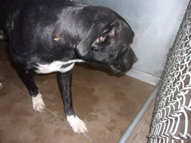 Adoptable Dog