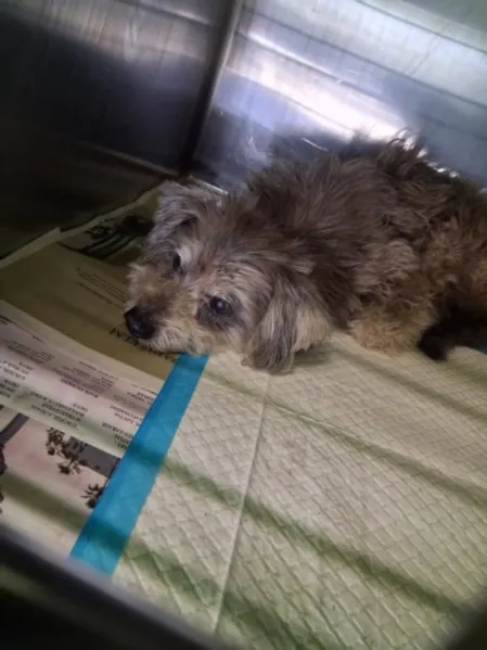 Adoptable Dog