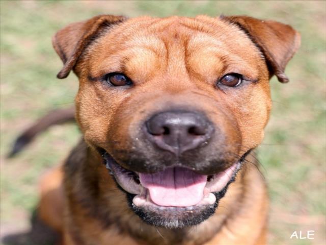 Adoptable Dog
