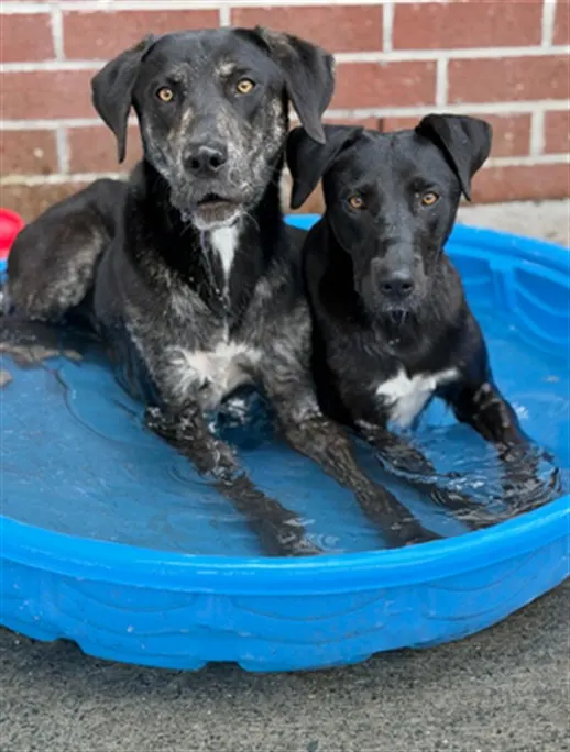 Adoptable Dog