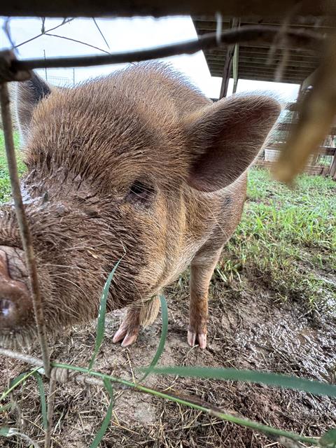 Penelopy The Pig