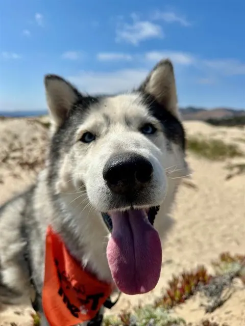 Finn