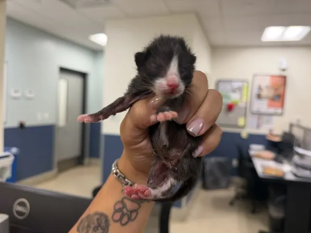 Adoptable Cat
