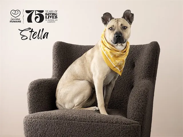 Stella