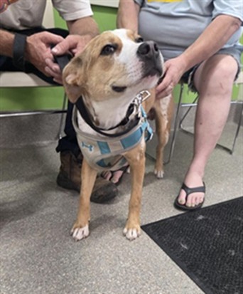 Adoptable Dog
