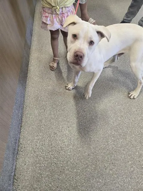 Adoptable Dog
