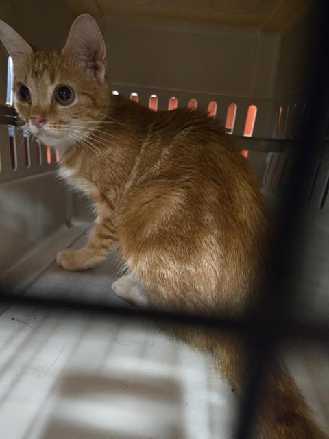 Adoptable Cat