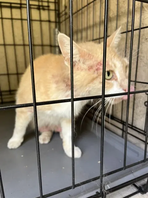 Adoptable Cat